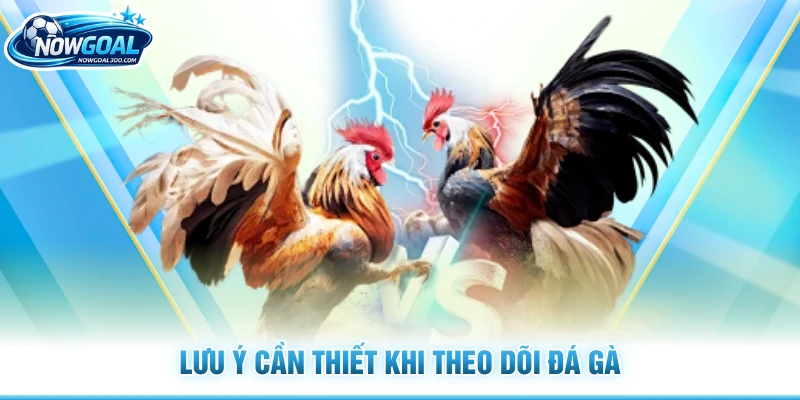 Lưu ý cần thiết khi theo dõi đá gà