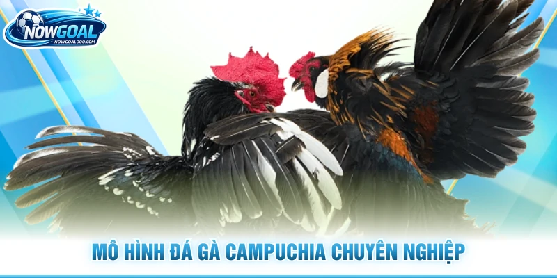 Mô hình đá gà Campuchia chuyên nghiệp