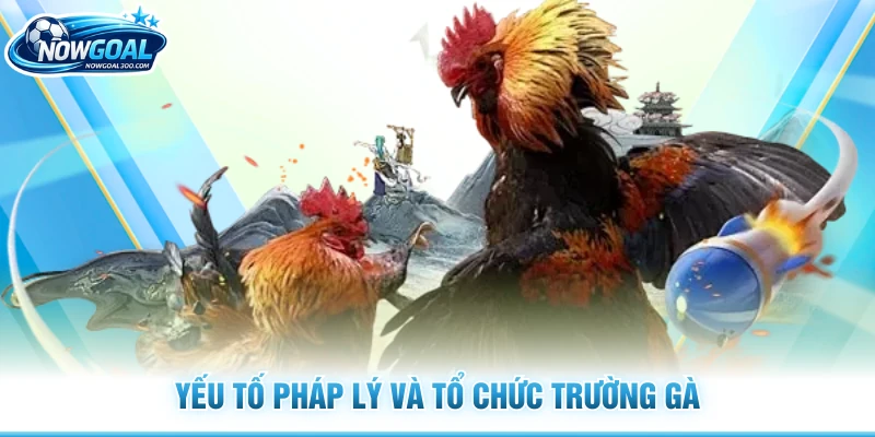 Yếu tố pháp lý và tổ chức trường gà